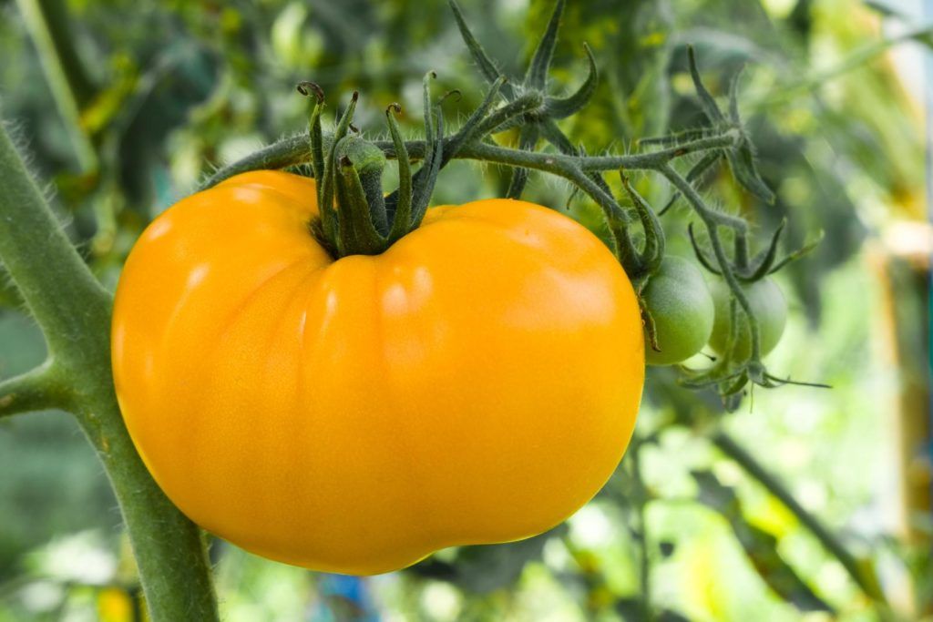 Gelbe Fleischtomate Bild 1