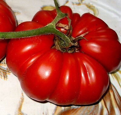 Fleischtomate Goliath Bild 1