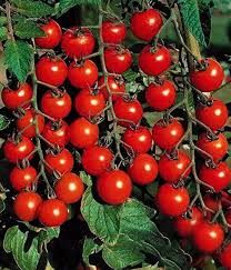 Kirschtomaten – Die Süße von der Krim Bild 1