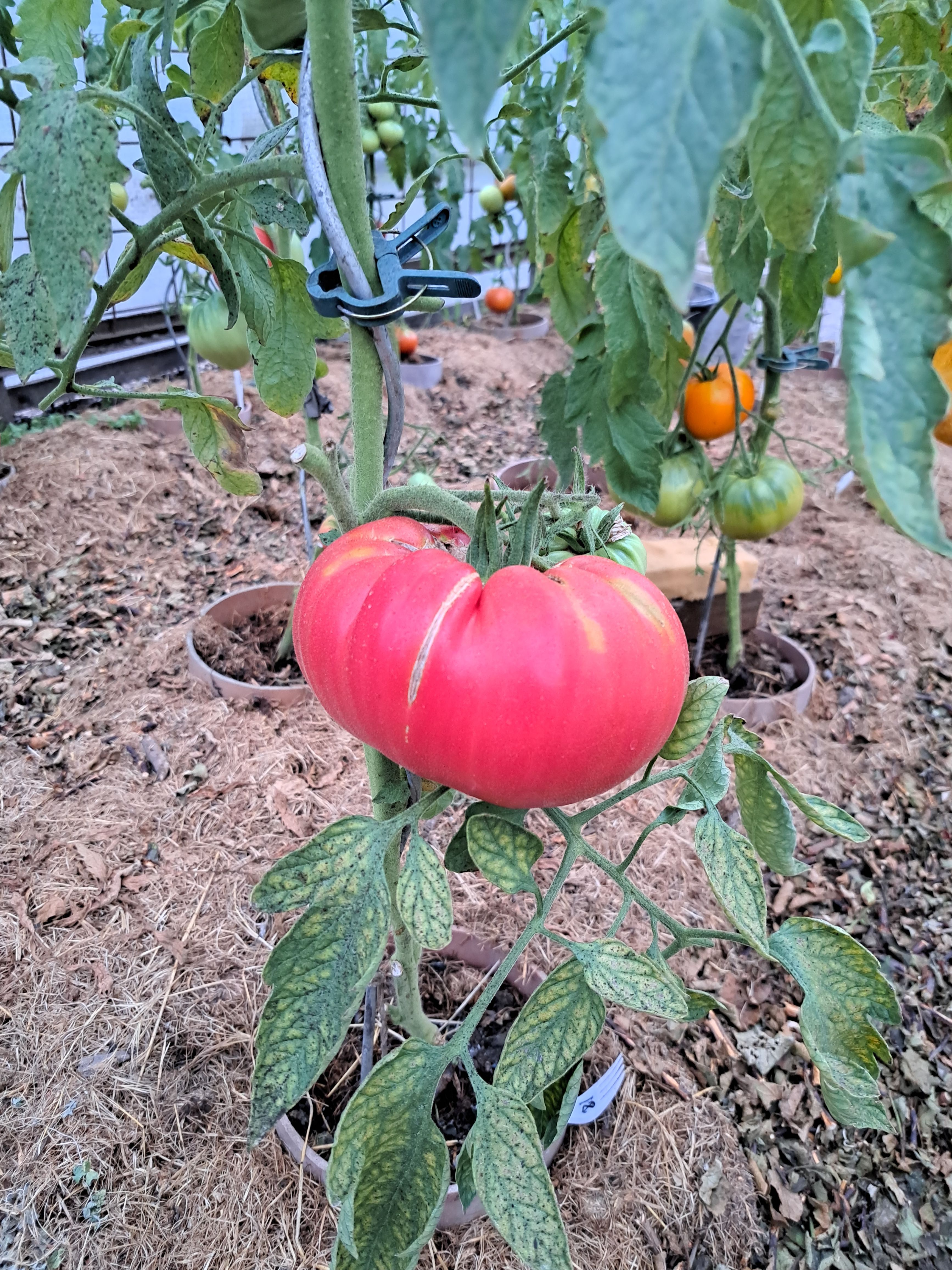 Monstertomate Bild 1
