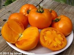 Fleischtomate Orangevij Jubilej Bild 1