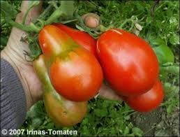 Rote Birne Bild 1