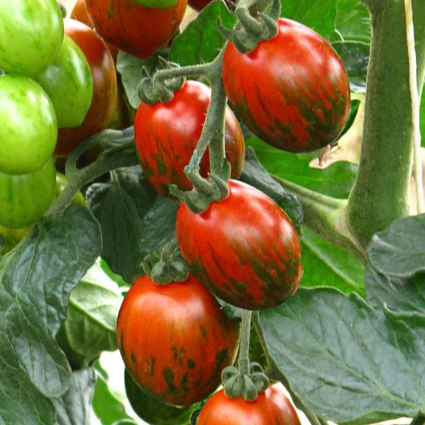 Black Zebra Cocktailtomate Bild 1
